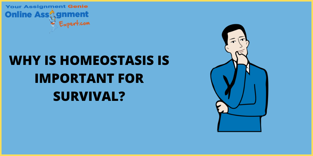 Why Is Homeostasis Important For Survival?