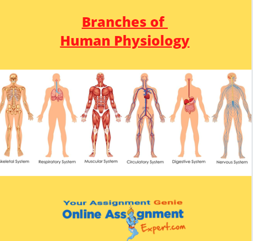 branches of human physiology
