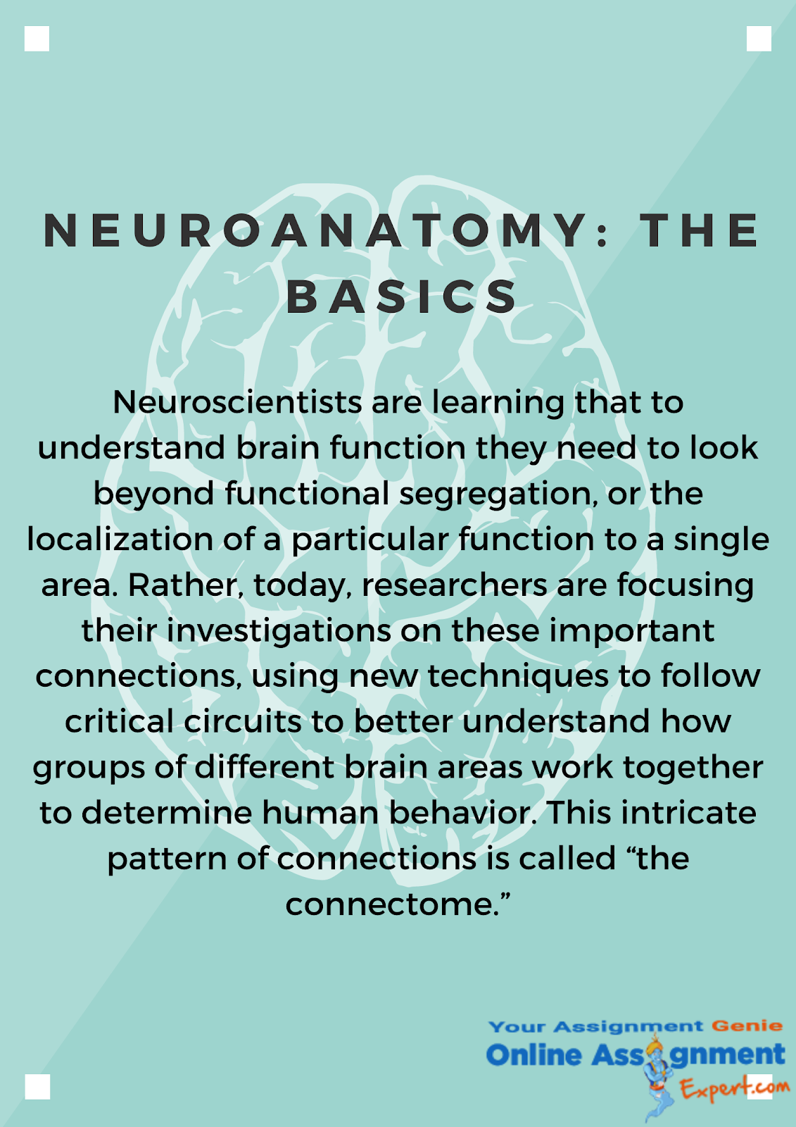 neuroanatomy defination